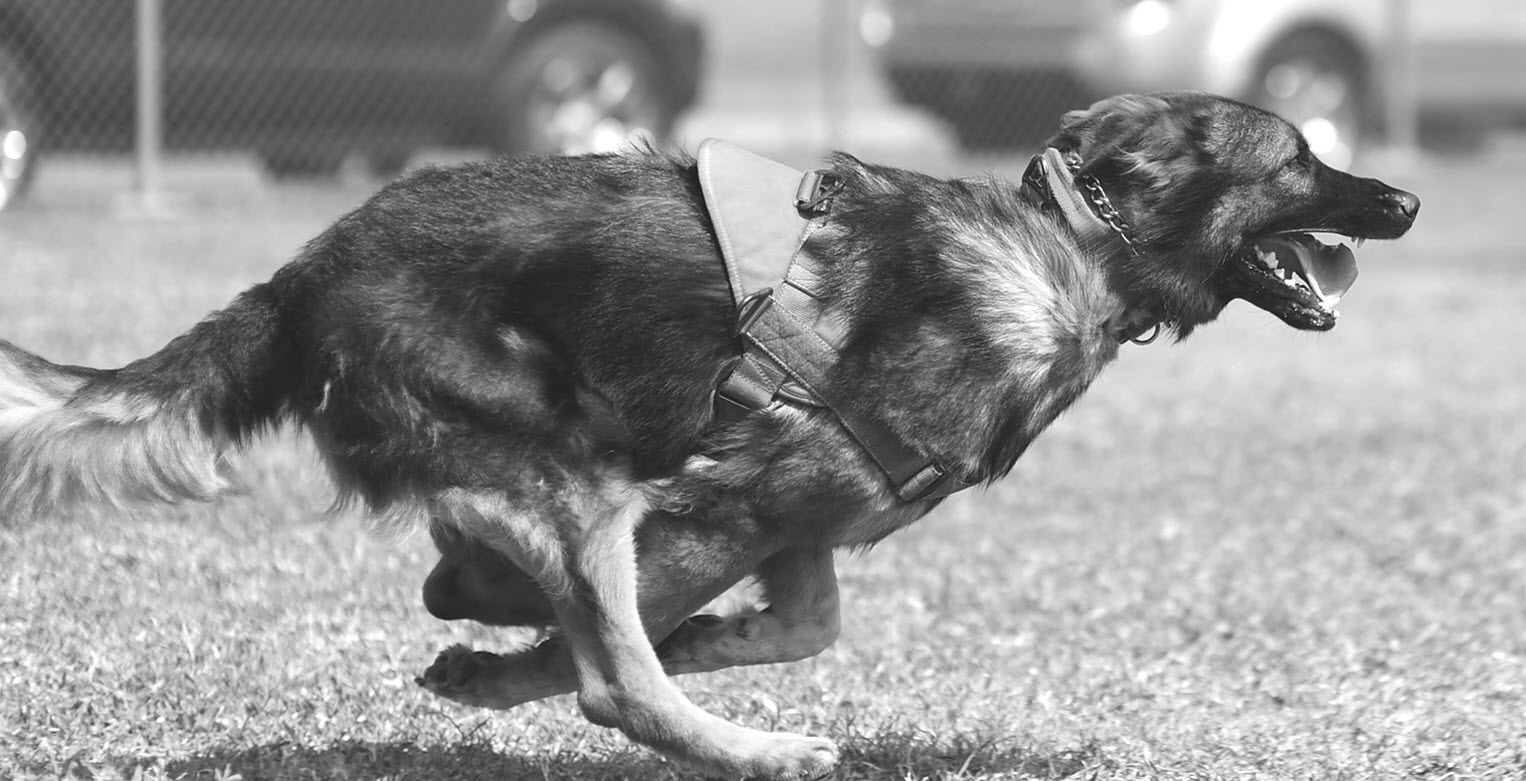 Explosive Detection Dog (EDD) Handler Silent Professionals